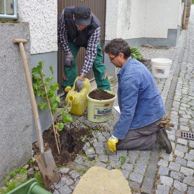 Pflanzaktion „Reben an den Rebstock“ in Kooperation mit den Anwohnern und dem Bauhof 2002 