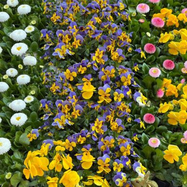 Montabaur blüht auf